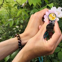 Découvrez les plantes sauvages du moment