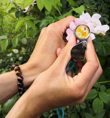 Découvrez les plantes sauvages du moment