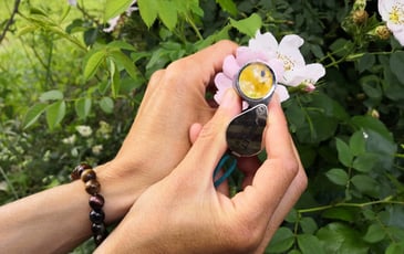Découvrez les plantes sauvages du moment