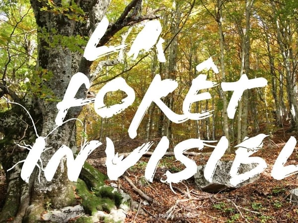 La forêt invisible